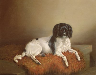 Springer Spaniel by English School